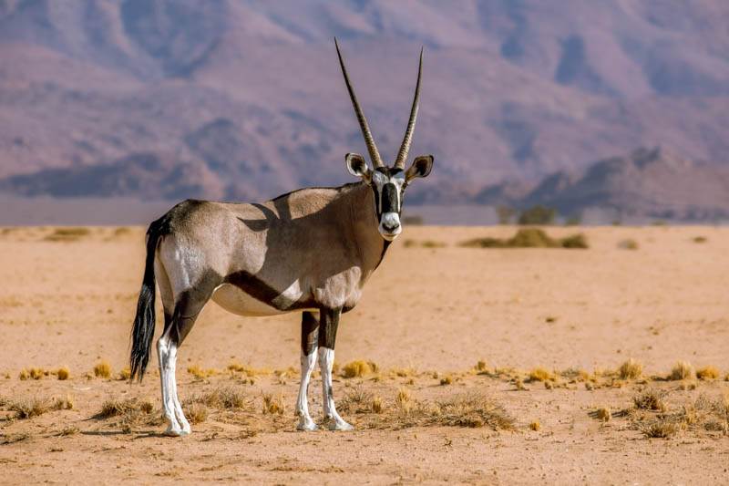 Oryx